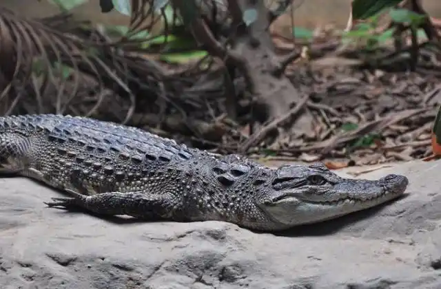 印度尼西亚苏拉威西岛帕卢市的河流中,人们发现了一条不同寻常的鳄鱼