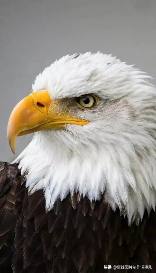 有关雏鹰的名言关于雄鹰的励志名言或对联