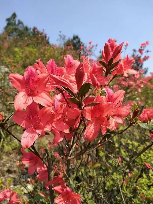 道县宜山岭上的映山红.此山海拔有660米.
