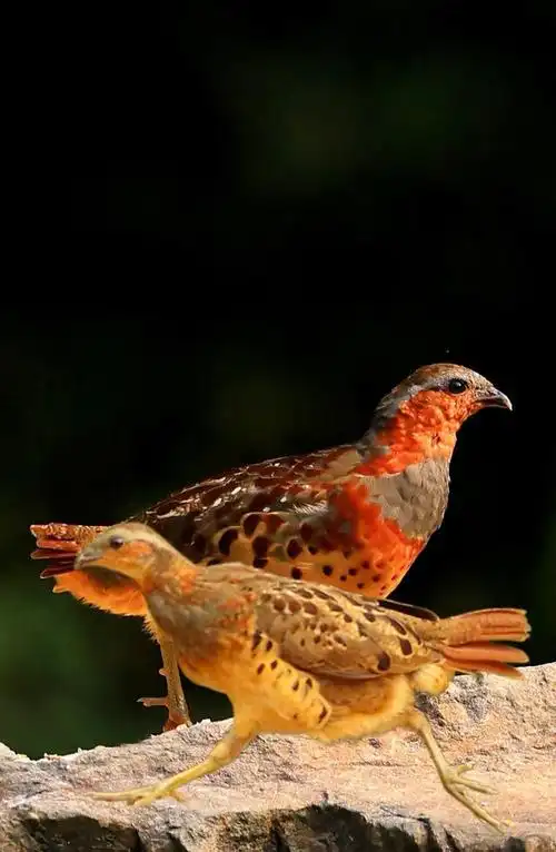 原来竹鸡还有这么多种叫声?你知道各种叫声含义吗?