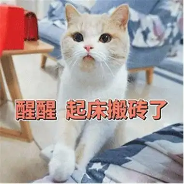 猫咪起床表情包可爱图片猫咪围观你起床表情包