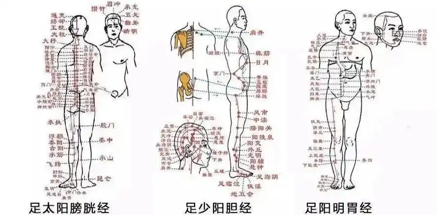 人体_小腿_气血