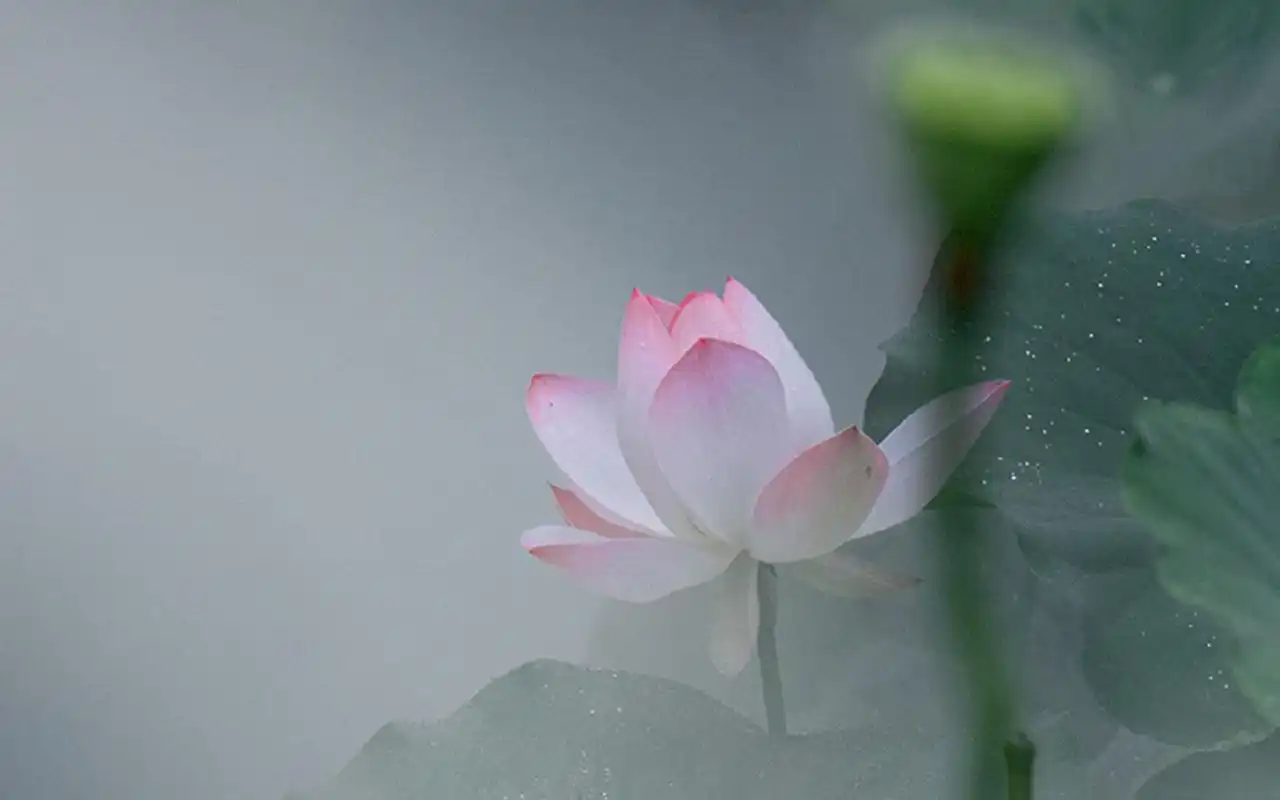 夏荷绿叶清新唯美高清桌面壁纸