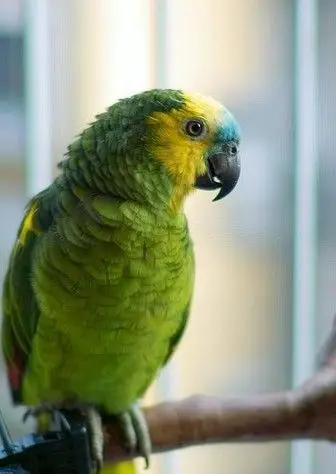 蓝帽亚马逊鹦鹉