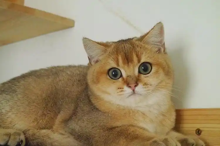 金渐层公猫,本地(广州)家庭繁育