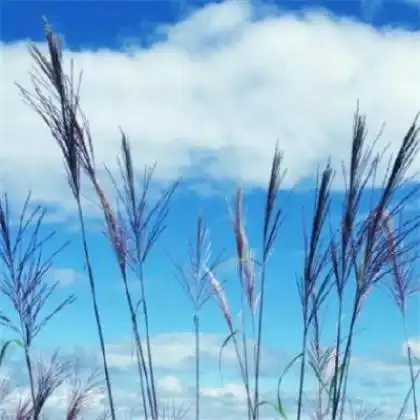 高清男人最好运的微信头像图片