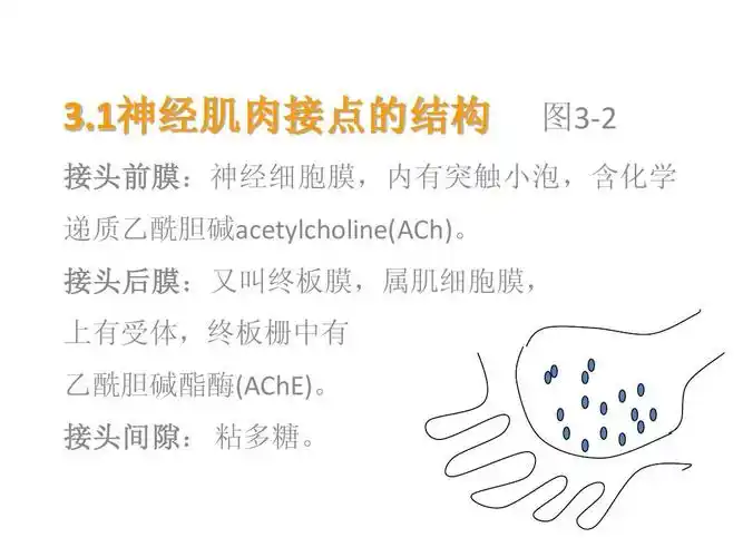 前膜:神经细胞膜,内有突触小泡,含化学 接头前膜 接头后膜:又叫终板膜