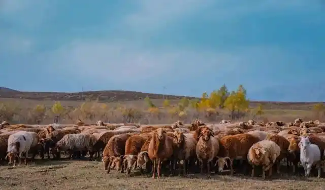 吃一口遥远新疆的大尾羊