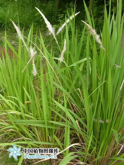 白茅草根(白茅草根功效与主治)_植物知识网