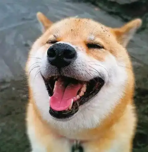 萌化了,柴犬的微笑太治愈了!给你一整天的好心情