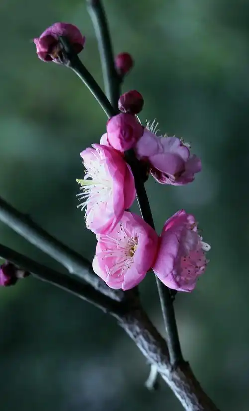 不畏严寒的红梅花特写