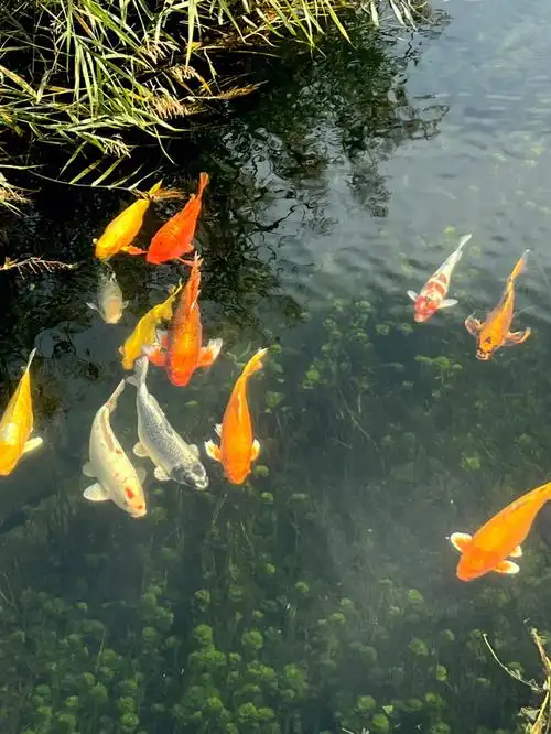 圆明园的锦鲤真是有多有大.