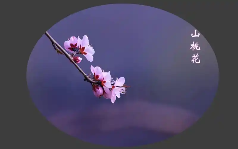 山桃花唯美意境风景图片桌面壁纸