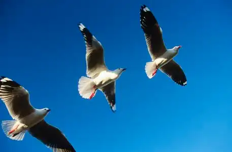 三个鸟儿飞翔在行照片