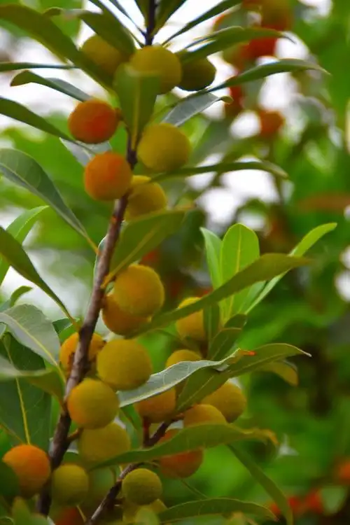 公园里的杨梅树,杨梅一只只开始发红好可爱|杨梅树