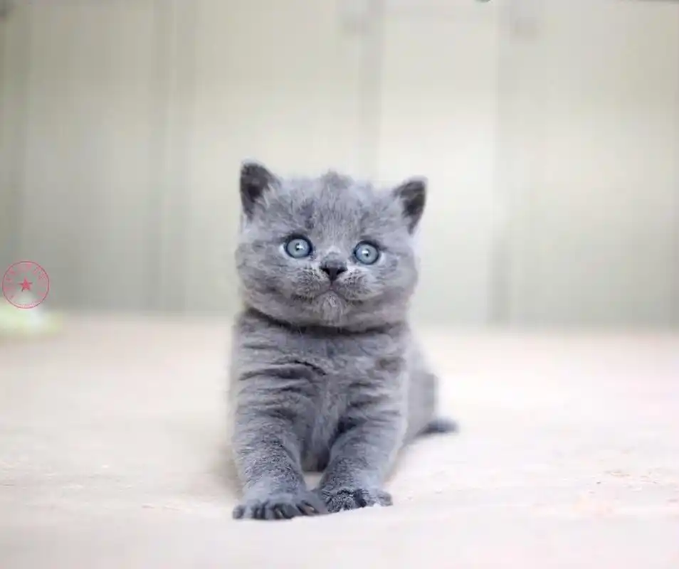 可爱宠物 蓝猫q4 英短掉毛多吗?怎么处理?