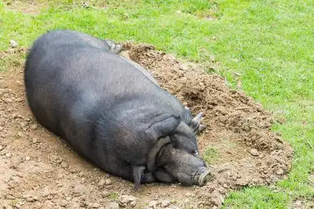 睡着的猪简笔画图片