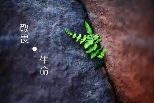 【悦·读】敬畏生命——史怀哲_手机搜狐网