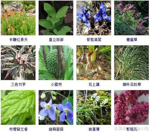 草本植物有哪些300种常见的草本植物