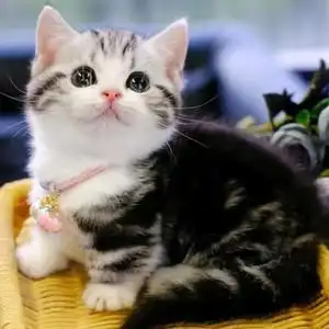纯种美短猫活体虎斑猫加白起司猫矮脚猫折耳小猫活物宠物猫咪幼崽