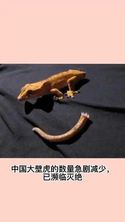 壁虎是几级保护动物?