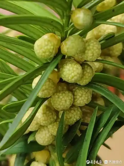 见过吗红豆杉公树开出圆球花