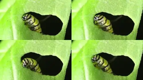 帝王蝶幼虫时期