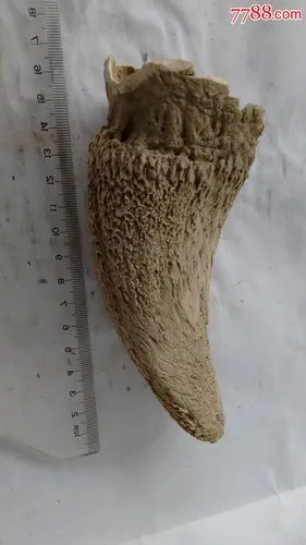 保真包老及其少见及其珍贵远古时代冰川时代的恐龙牙