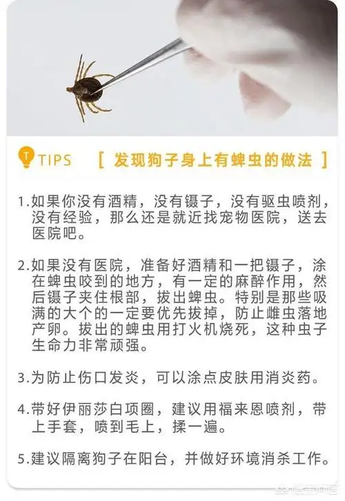 狗蜱虫狗蜱虫怎么去除