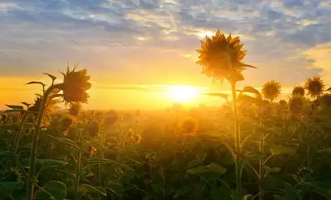 向日葵的领域领域的向日葵在日出照片