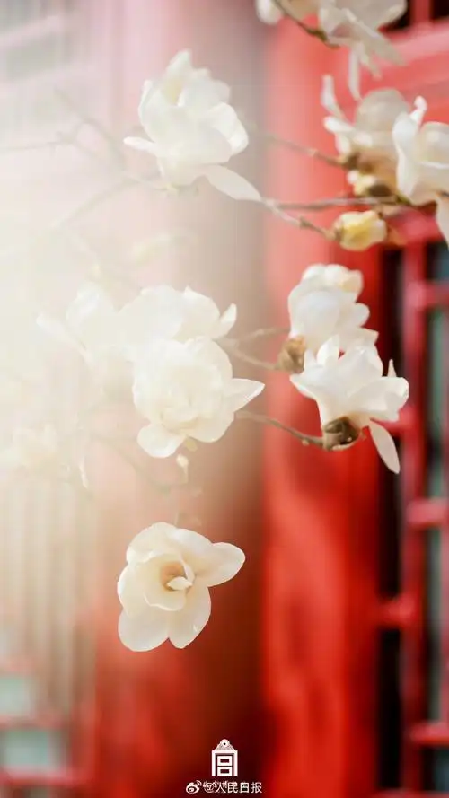 故宫玉兰花壁纸上新#】三月春光正好,故宫玉兰花迎来全盛期,清新搜排