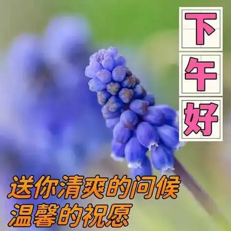 下午好图片大全下午好祝福下午好问候