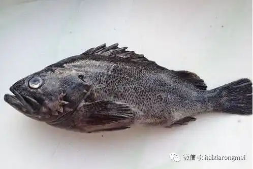 "黑老婆"怎么钓?教你3招!_手机搜狐网