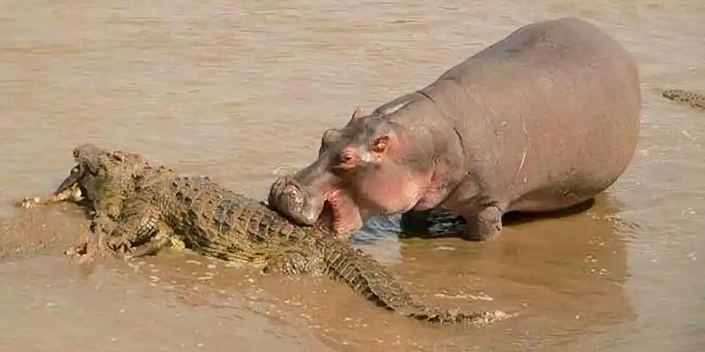 河马大战鳄鱼河马发起飚来管你是谁水土不服就服河马