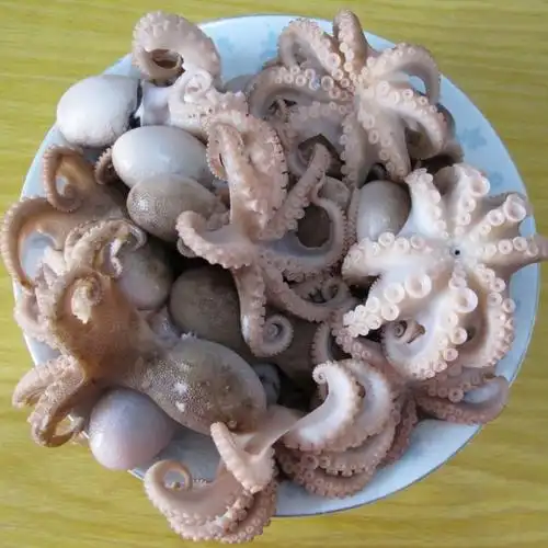 网红小八爪鱼鲜活速冻八爪鱼迷你八爪鱼去牙去脏八爪鱼新鲜小章鱼原汁