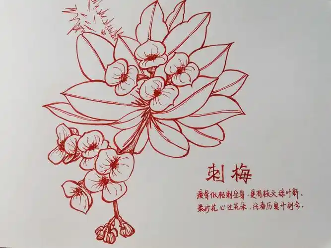 花朵手绘——刺梅
