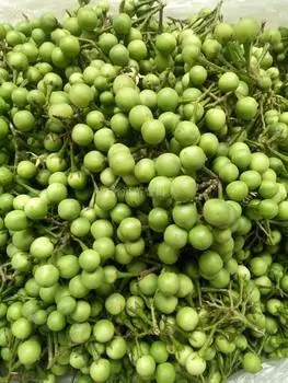 云南普洱本地特色美食 小苦果 苦茄 苦凉野果野生 云南苦子果