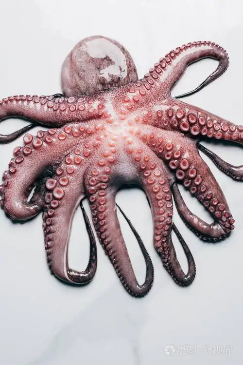 轻大理石表面大章鱼的顶部视图