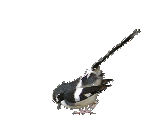 透明gif格式鸟类素材制作