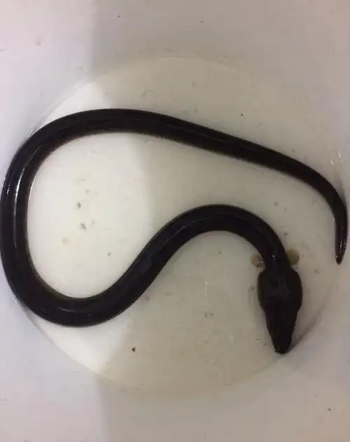 换水后的土龙土龙吹泡泡土龙在睡觉石滑,鳗鱼的一种石滑 土龙 排骨