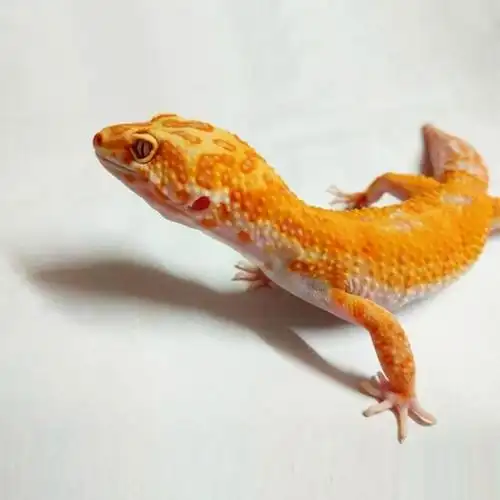 守宫豹纹活体新手入门蜥蜴温顺可爱无毒雪花高黄特色爬宠
