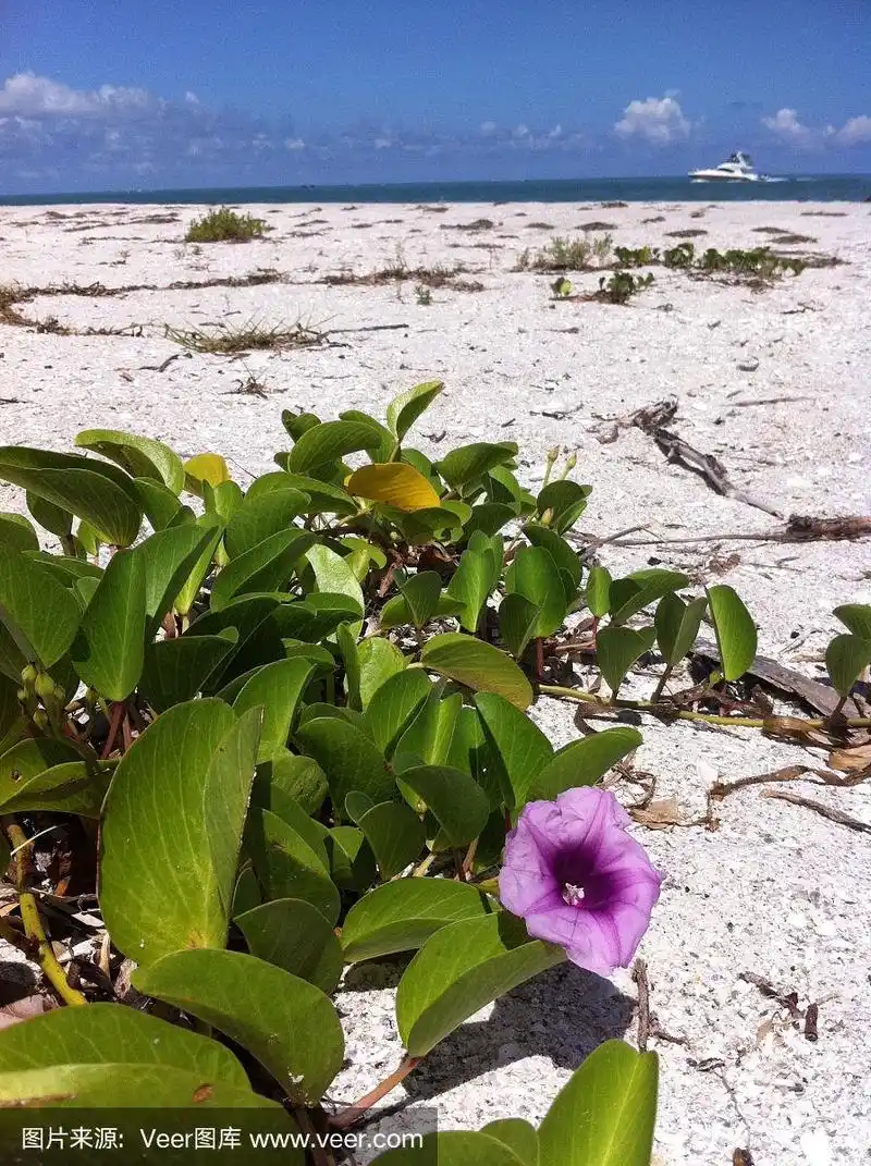 海滩上的海草花