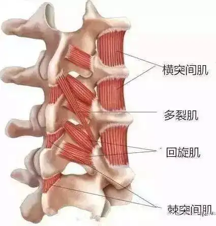 止于颈,胸椎棘突,横突,肋角和颞骨乳突.
