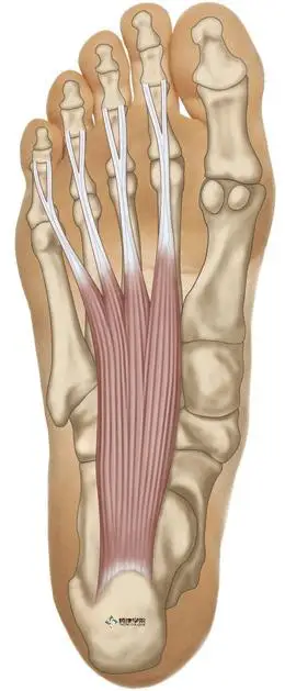 小趾短屈肌起点:第5跖骨底的足内侧面和腓骨长肌腱鞘.