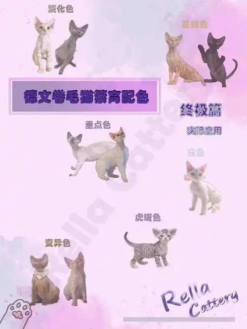 萌宠科普德文卷毛猫繁育配色终极篇