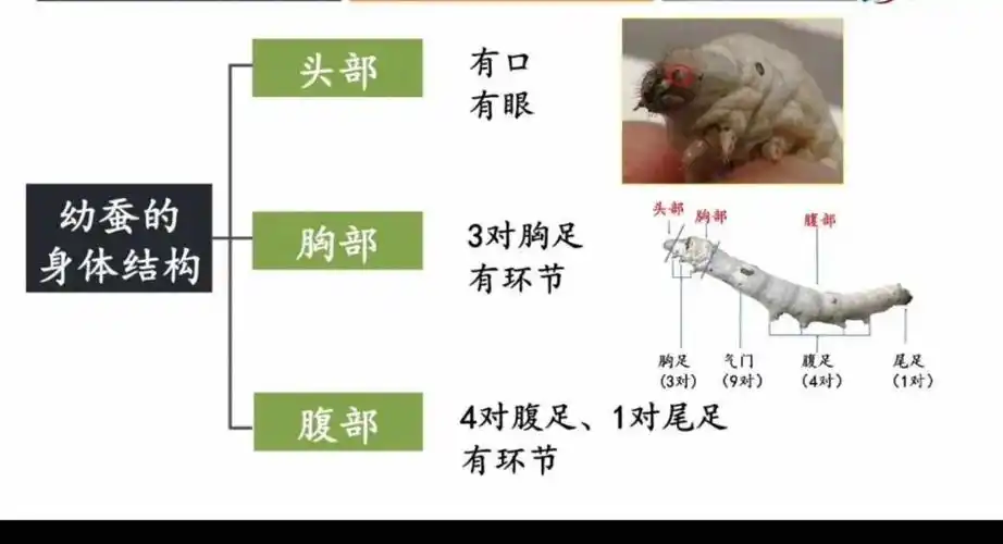 幼蚕身体结构分为头部,胸部和腹部.