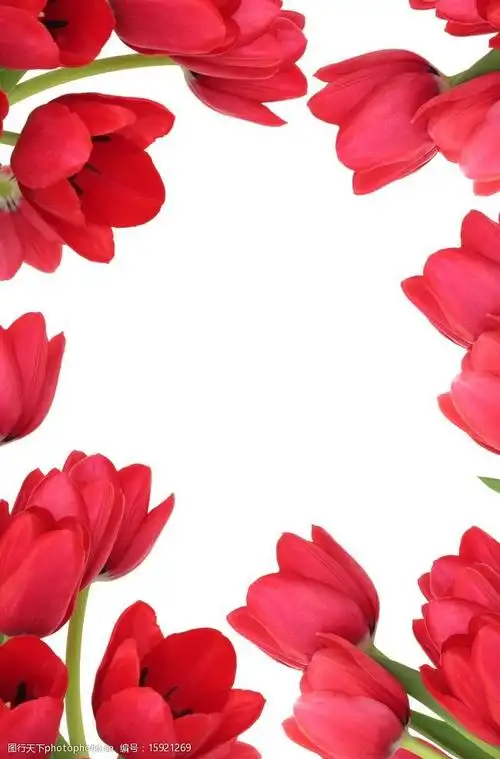 郁金香背景图片