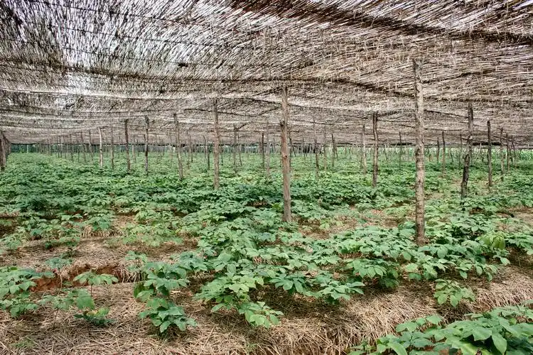 西洋参科普系列西洋参的前世今生二