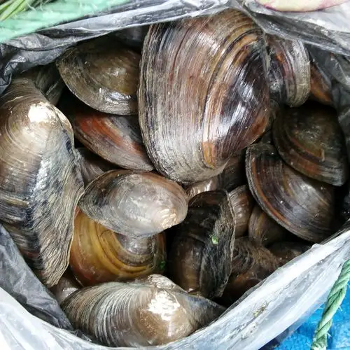 老太在稻田里捡得最大的蚌壳价值600元很多人没有见过