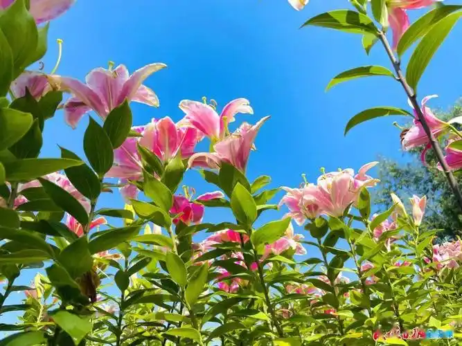 走一起打卡抖音上爆火的临夏县百合花海